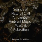 Sounds of Nature | Chill Ambience | Ambient Music | Peace & Relaxation