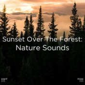 !!!" Sunset Over The Forest: Nature Sounds "!!!