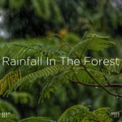 !!!" Rainfall In The Forest "!!!