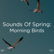 !!!" Sounds Of Spring: Morning Birds "!!!