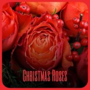 Christmas Roses