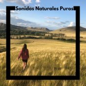 Sonidos Naturales Puros - 1 Hora de Suaves y Relajantes Sonidos de la Naturaleza para Dormir Mejor