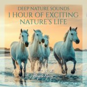 Deep Nature Sounds (1 Hour of Exciting Nature’s Life, My Nighttime, Ambient Harmony Sounds, Beautiful Dreamer Time, Gentle Sleep...