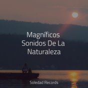 Magníficos Sonidos De La Naturaleza