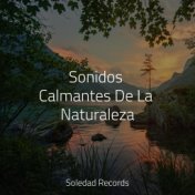 Sonidos Calmantes De La Naturaleza
