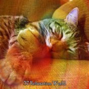 37 Relaxation World
