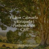 ÁLbum Calmante y Relajante | Ambientación Chill