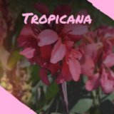 Tropicana