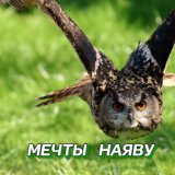 Мечты наяву