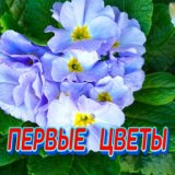 Первые цветы