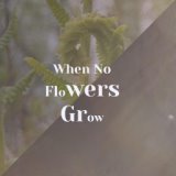 When No Flowers Grow