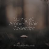 Spring 40 Ambient Rain Collection