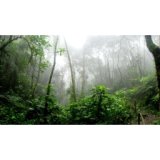 calming rainforest sounds
