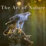 The Art of Nature