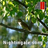 Nightingale song