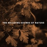 The Relaxing Sounds Of Nature