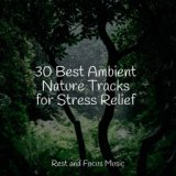 30 Best Ambient Nature Tracks for Stress Relief