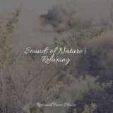 Sounds of Nature | Relaxing