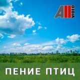 Пение птиц