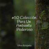 #50 Colección Para Un Ambiente Poderoso