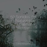 50 Sonidos de la Naturaleza Para Calmar Y Relajar