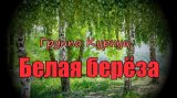 Белая Берёза