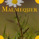 Malmequer