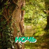 НОЧЬ