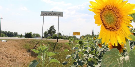 Суворовское краснодарский край усть лабинский район