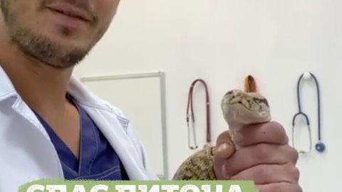 Ветеринар из Иркутска спас питона от усыпления