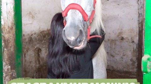 Следователь из Кузбасса спасла умирающую лошадь