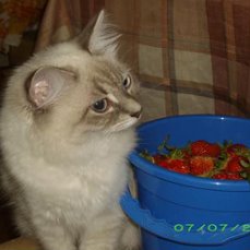 image?id=511387073997&t=52&plc=WEB&tkn=*X7Ym0KBcwLId2KD80GiurnvhZNU