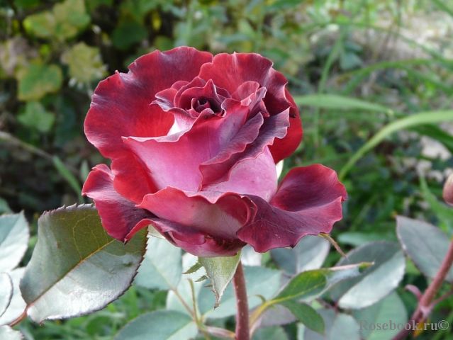 роза аллилуйя фото