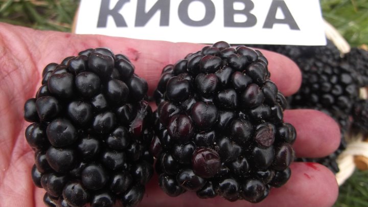 Ежевика киова описание сорта фото отзывы садоводов Ежевика киова описание сорта фото отзывы садоводов