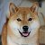 Doge Shiba Inus