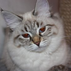 image?id=805755516365&t=52&plc=WEB&tkn=*2wYEOpSocPwljzEZIoWo-U0mf-I