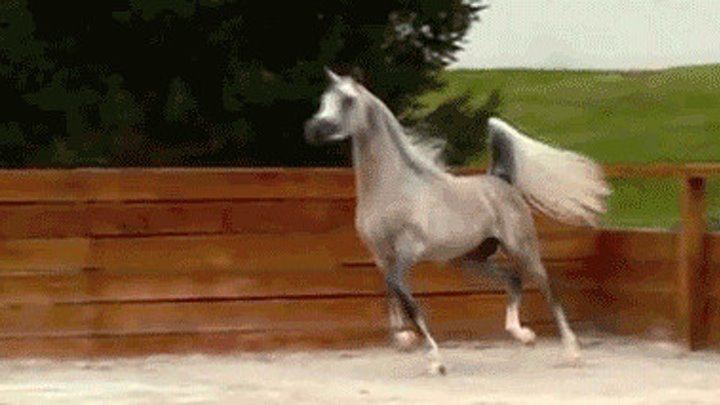 Пони бежит со скоростью 21. Лошадь анимация. Лошадь бежит. Лошадь скачет. Лошади гифки.