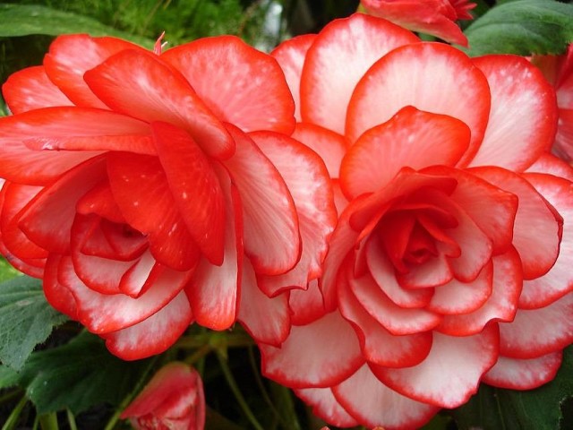 ÐаÑÑинки по запÑоÑÑ ÑвеÑов бегонии