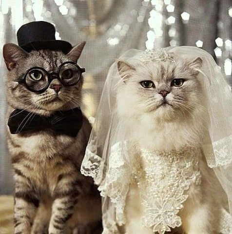 wedding-photo-cat