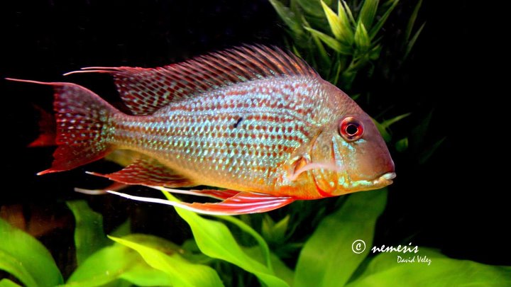 Геофагус рыбка аквариумная фото Геофагус рыбка аквариумная фото