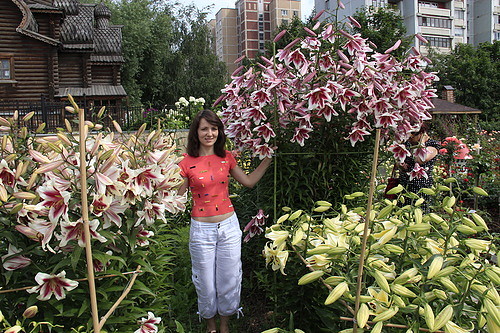 Кустовые лилии сорта с фото и названиями Кустовые лилии сорта с фото и названиями