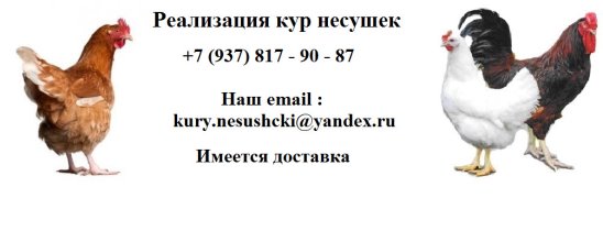 Купить кур несушек в тульской. Несушки ру. Реклама продажа кур несушек. Реклама кур несушек.