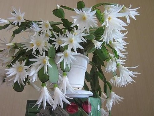 Image result for Декабрист...КРАСОТИЩА!