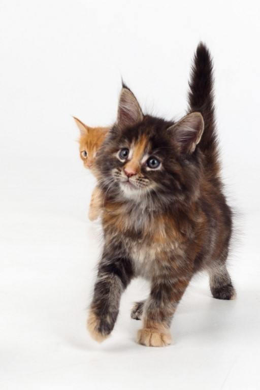 Мейн кун котенок девочка фото Мейн кун котенок девочка фото