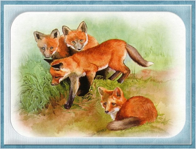 Детеныши диких животных картинки для детей Детеныши диких животных картинки для детей