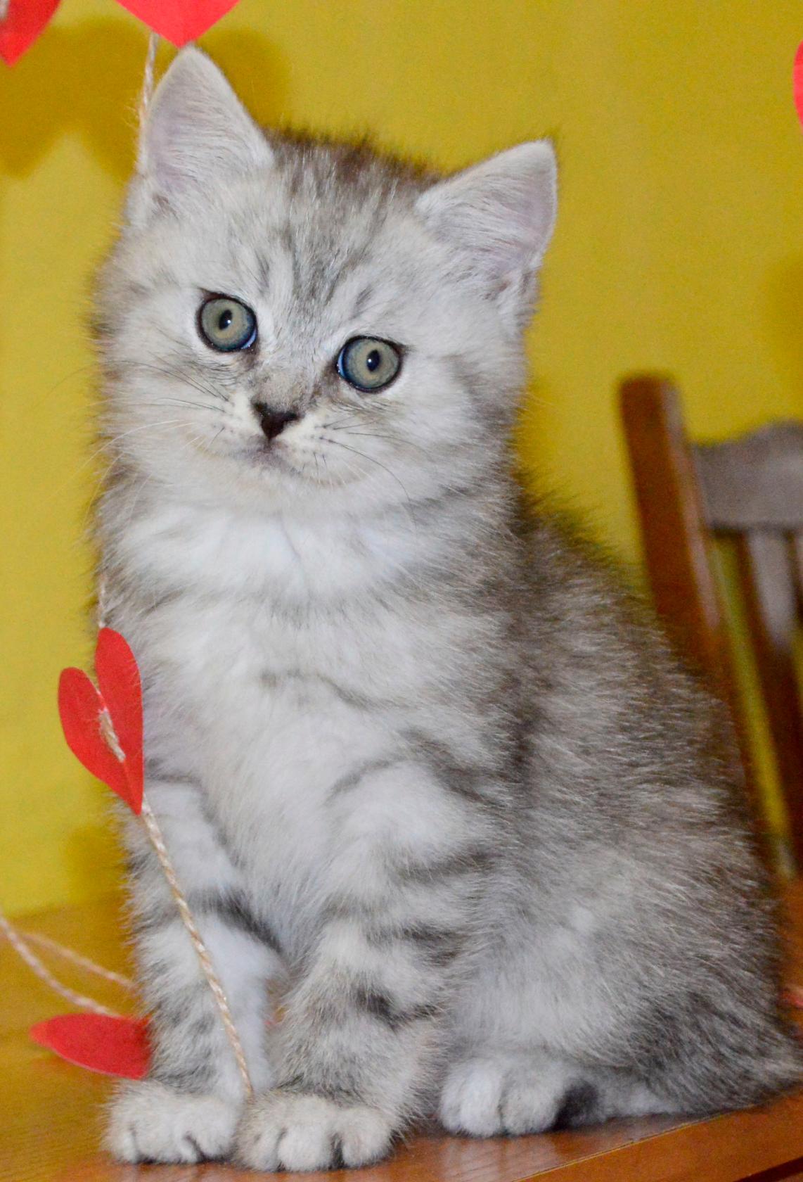 Котенок 3 месяца фото шотландец Котенок 3 месяца фото шотландец