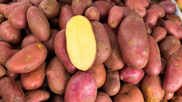 Картошка красная сорта и фото Картошка красная сорта и фото