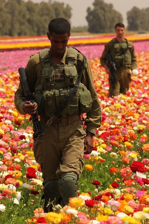 Картинки по запросу Израильские цветочные поля