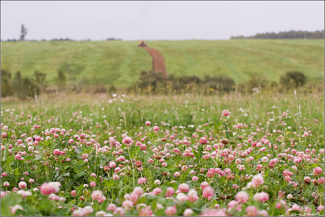Клеверное поле фото Клеверное поле фото
