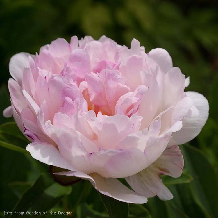 Пион элеганс фото Пион элеганс фото